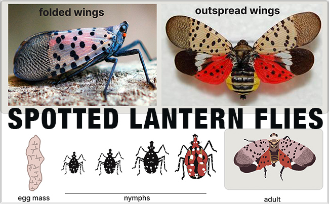 spotted lanternflies
